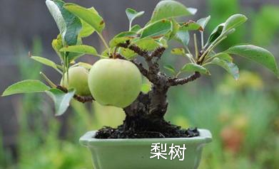 家庭养花